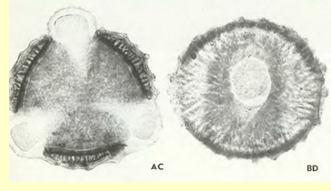 Рапонтикум сафлоровидный (маралий корень) (Rhaponticum carthamoides (Willd.) Jljin)-пыльцевые зерна Рапонтикум сафлоровидный (маралий корень) (Rhaponticum carthamoides (Willd.) Jljin)-пыльцевые зерна